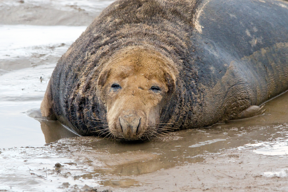 Snoozing Bull Seal