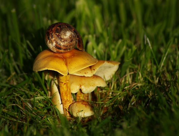 Abandoned on Fungi