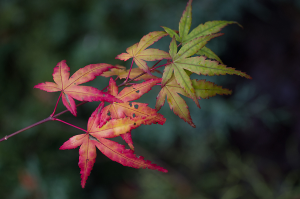 Acer