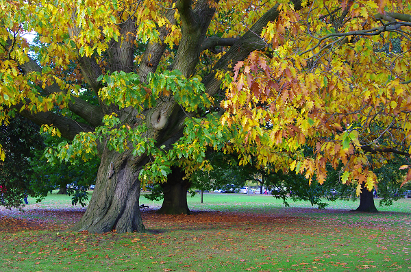 Autumn Colour