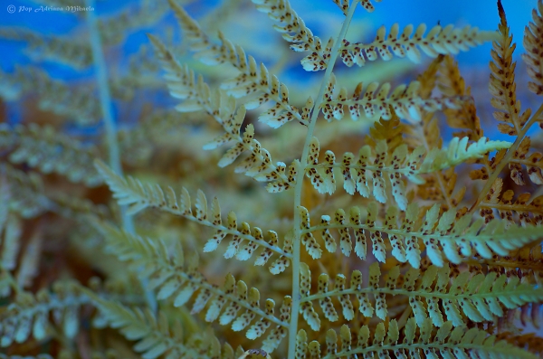 autumn ferns