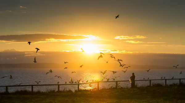 Birdman of Southbourne