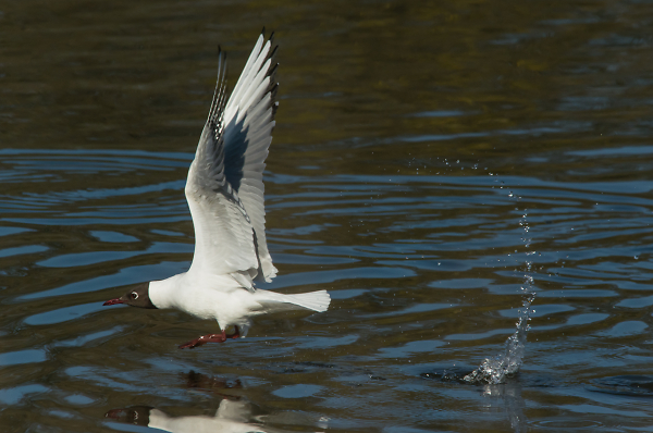 Black Headed Gull