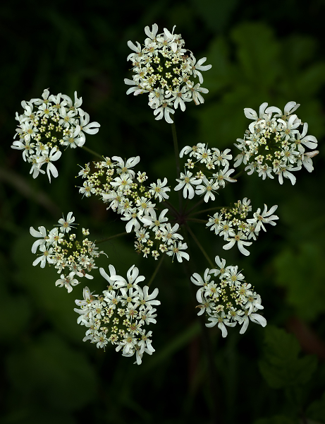 Cow parsley