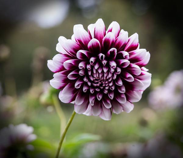 Dahlia