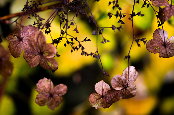 Dead Flowers