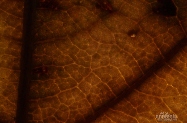 every leaf has an eye
