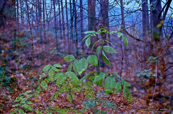 fairy forest