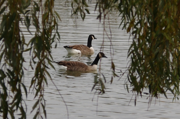 Gooseing about on the river