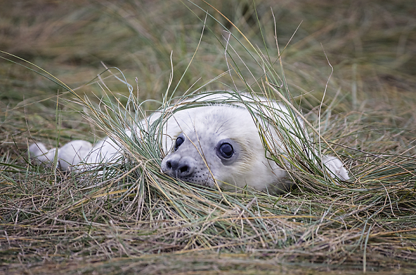 Grass Sanctuary