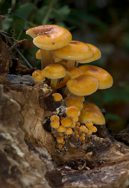 Honey fungus