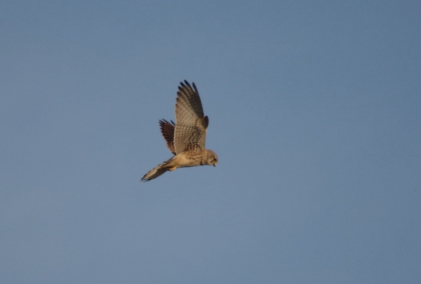Kestrel