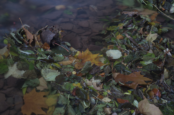 Leaves and Water