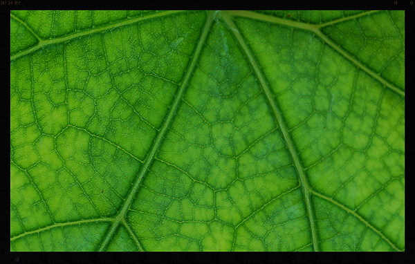 Leaves