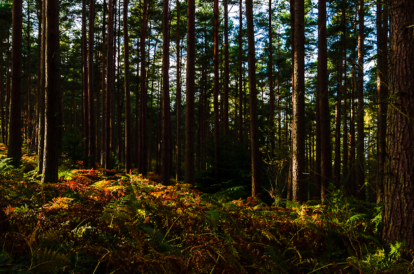 Light in the Woods