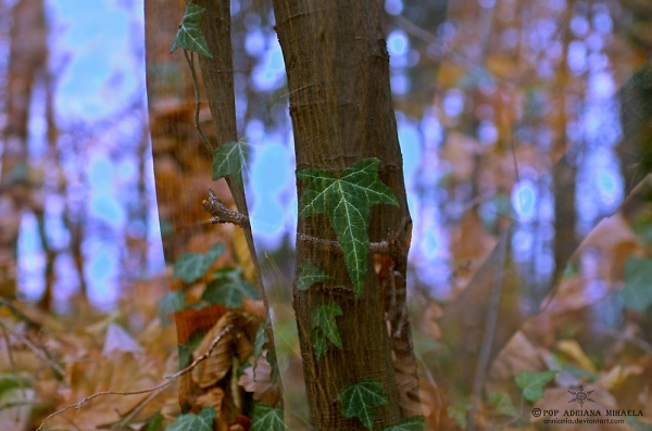 magic forest
