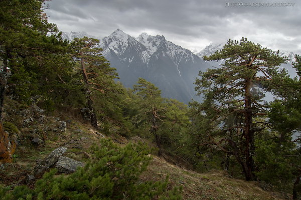 Mountain Forrest