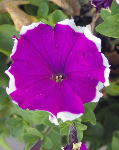 Purple haze