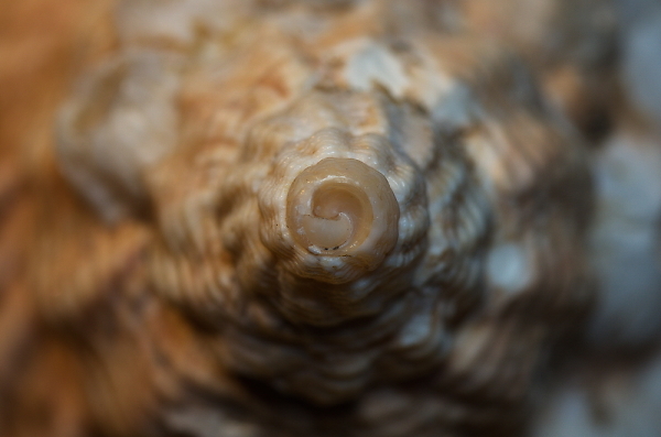 shell