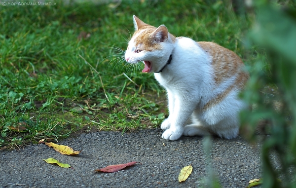 sleepy cat