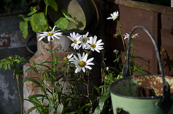 still flowering