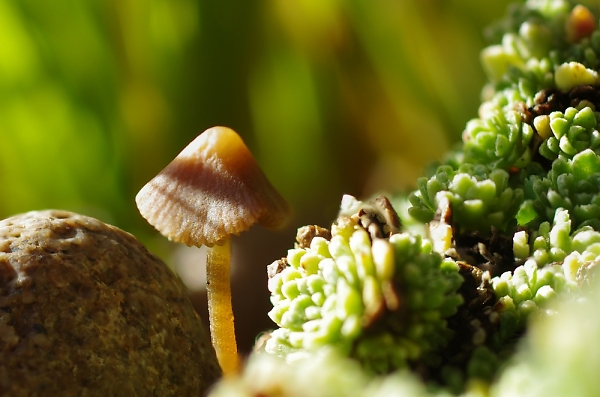 Tiny Toadstool