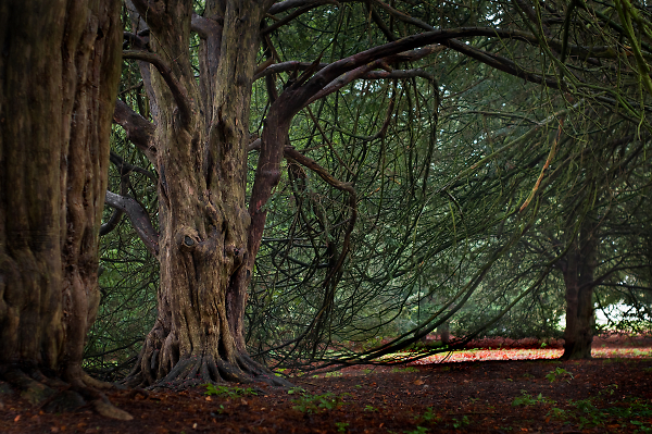Under Tangled Wood - Colour