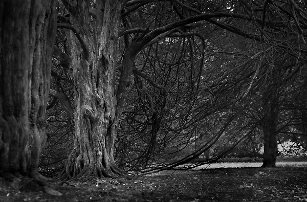 Under Tangled Wood