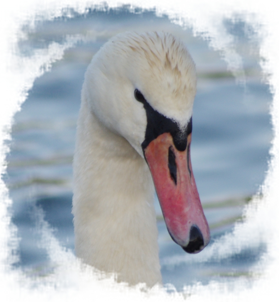 a swan
