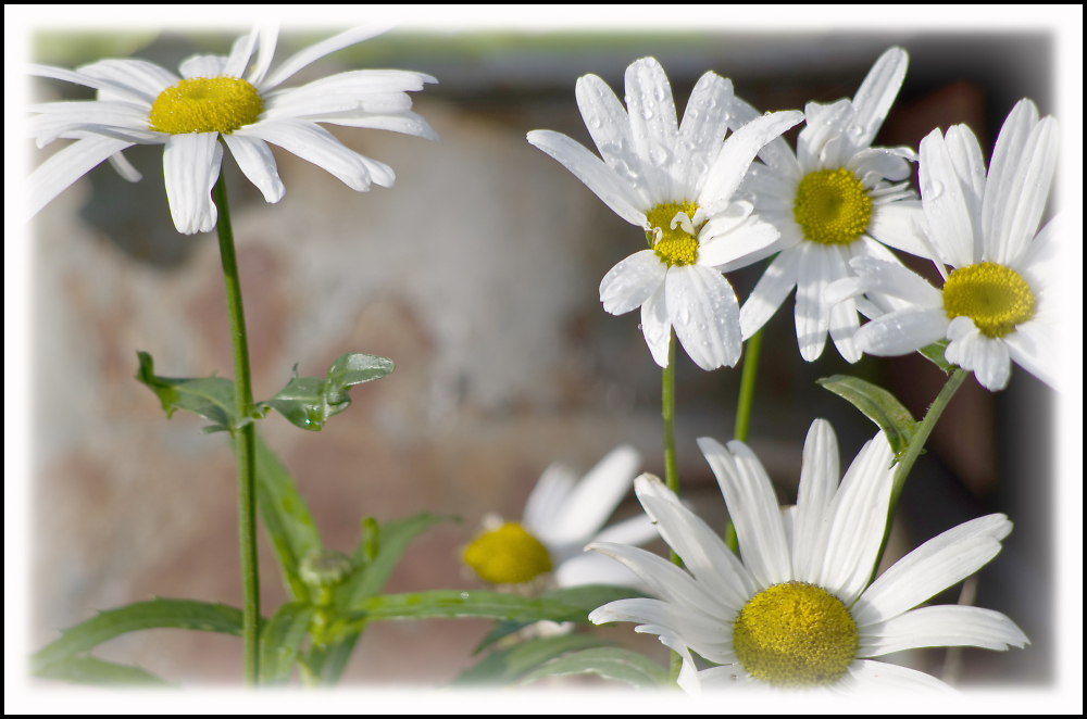 Daisy