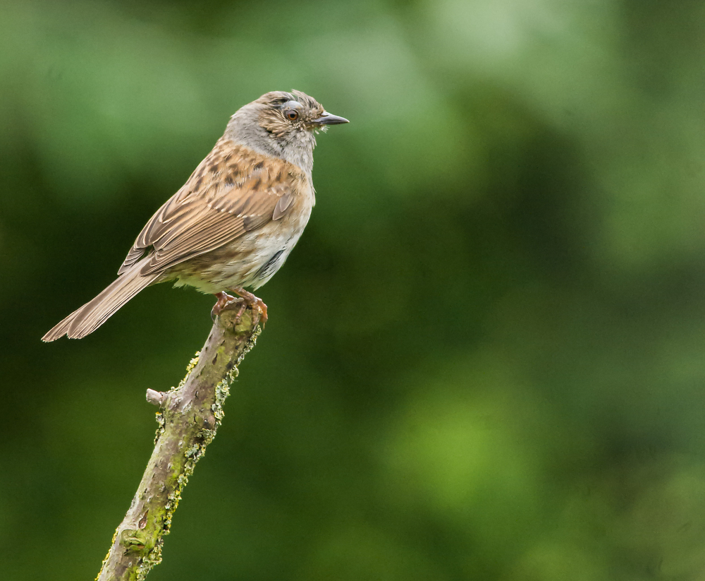 Dunnock territory watching