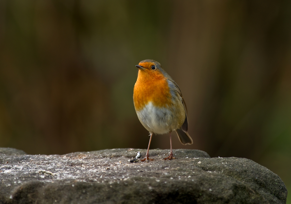 Hello, my name is 'Robin'