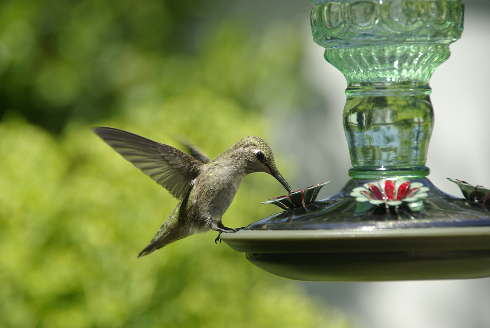 Hummingbird - Calabasas, CA