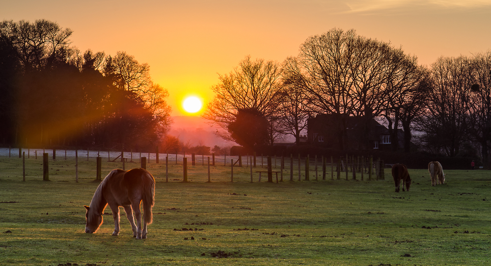 New Forest ponies on Woodgreen Common