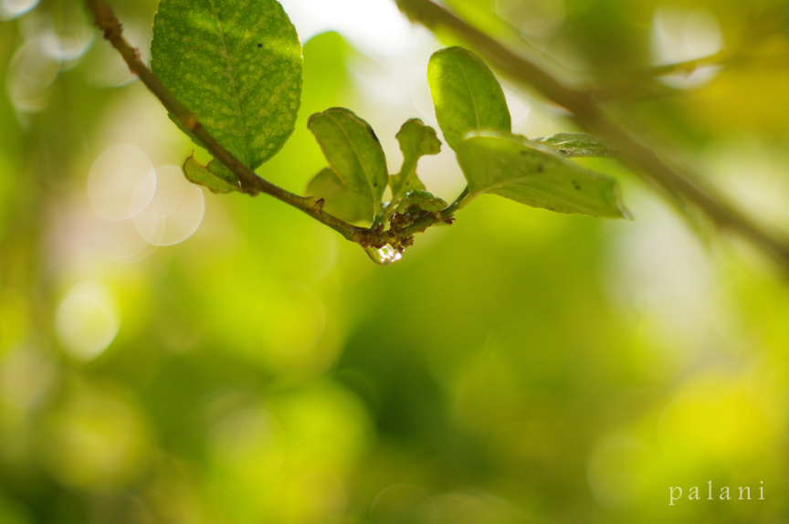 Rain Drops