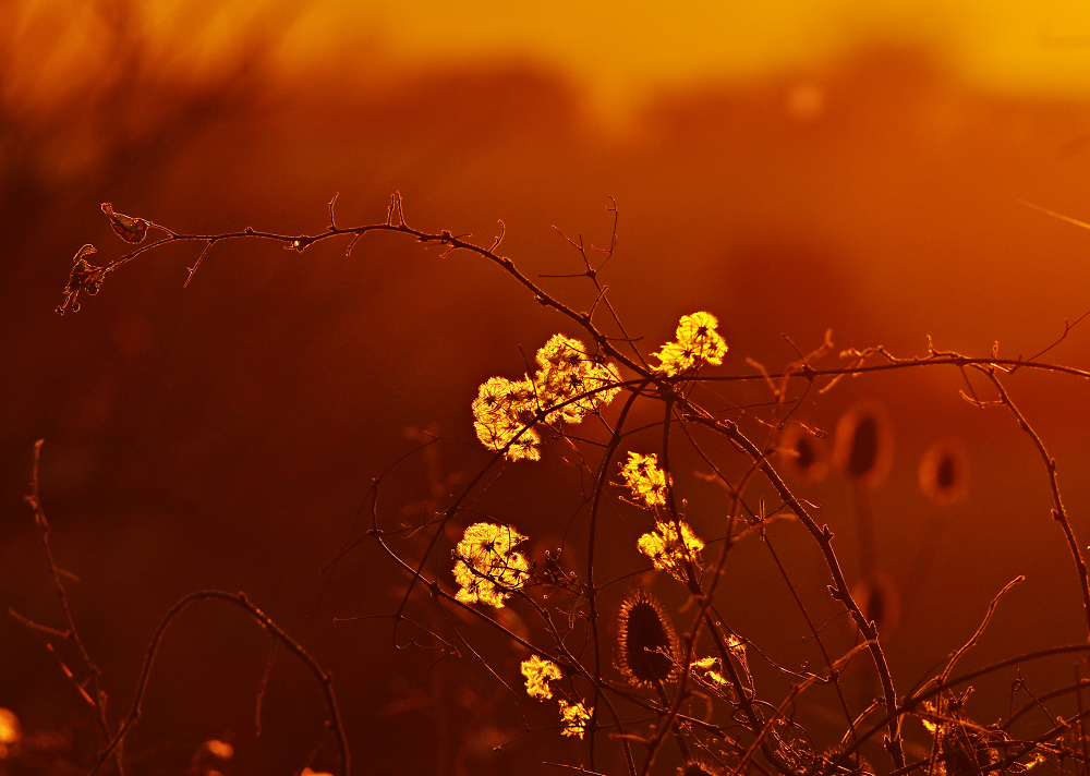 Sunset Weeds