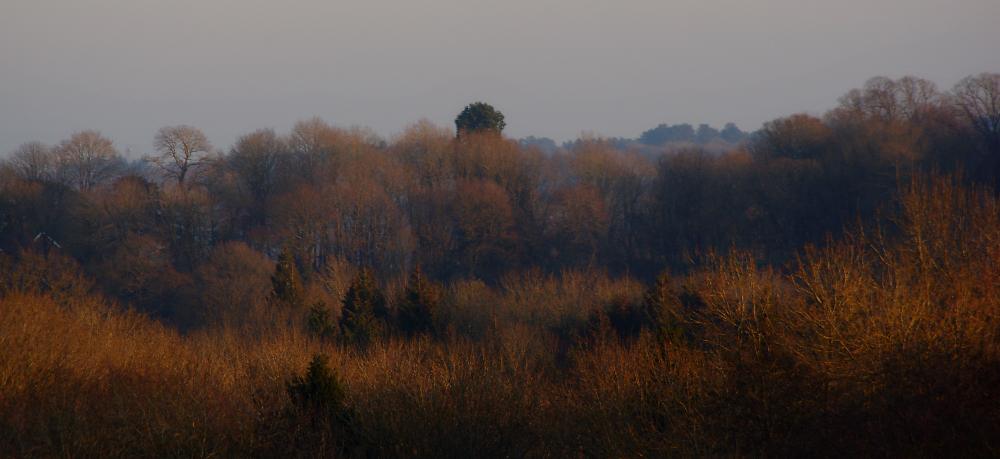 Trees, late afternoon.