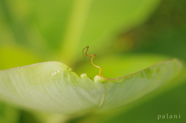 BANANA LEAF