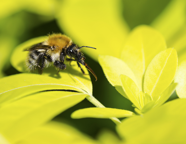 Bee