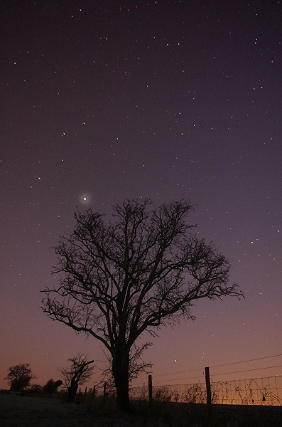 Dark tree.