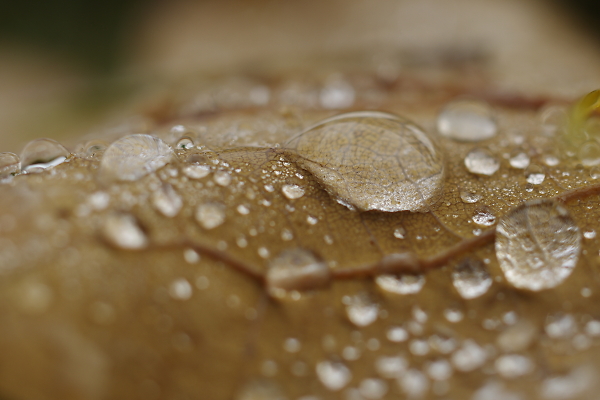 dew on leaf