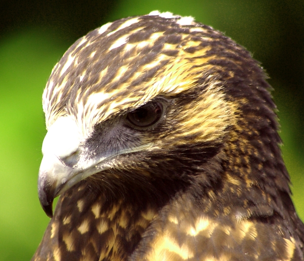 eagle