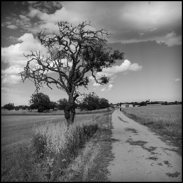 Farm Lane, Majorca