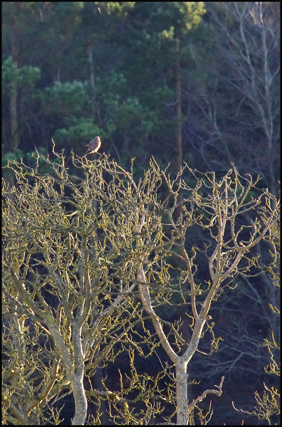 Kestrel, Salisbury Plain