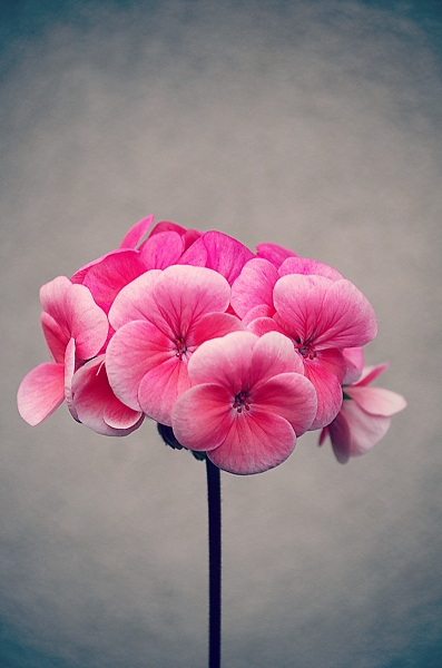 Pink flower