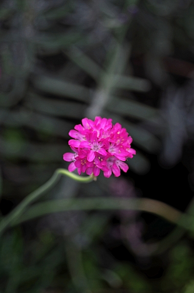 Pink flower
