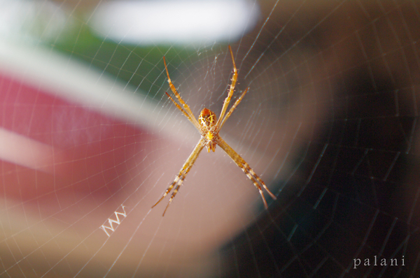 Spider,Web