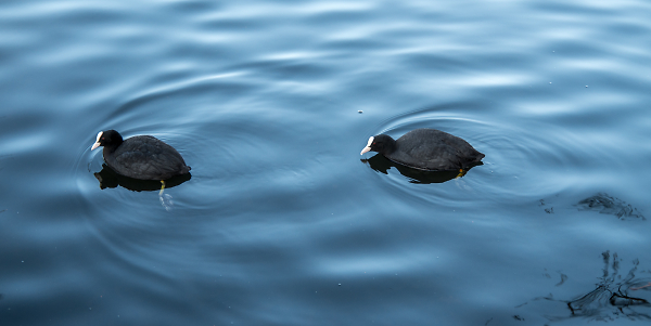 Two Coots a-swimming