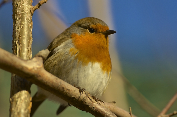 Well Fed Robin