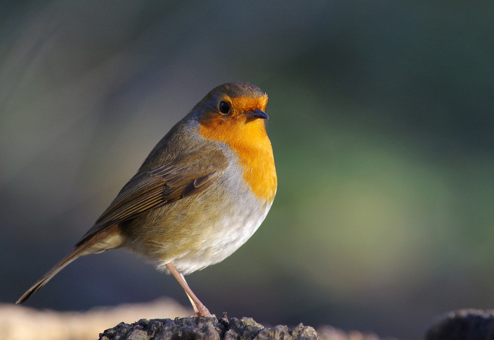 Another Robin.